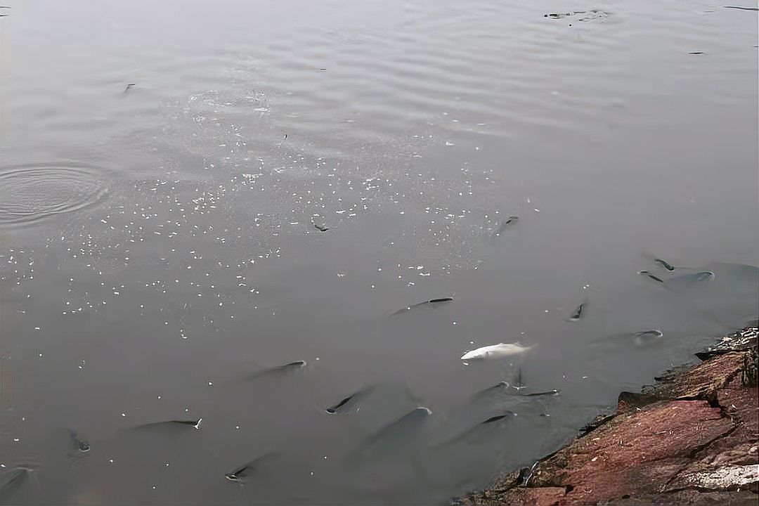金魚浮頭一定是缺氧嗎