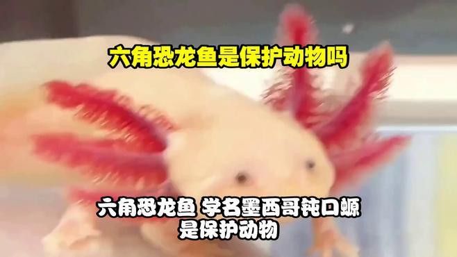 六角龍魚是不是保護動物