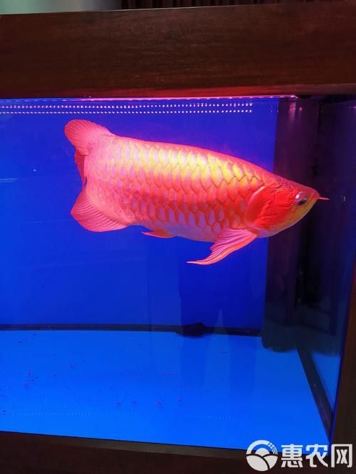 紅龍魚金龍魚混養好嗎圖片 紅龍魚金龍魚混養好嗎圖片 龍魚百科 第15張