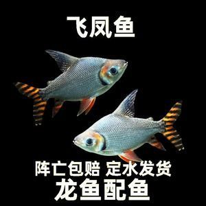 龍魚配泰國鯽魚好嗎，龍魚與泰國鯽魚混養比例,泰國鯽魚日常飼料選擇指南