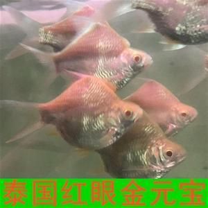 龍魚配泰國鯽魚好嗎，龍魚與泰國鯽魚混養(yǎng)比例,泰國鯽魚日常飼料選擇指南