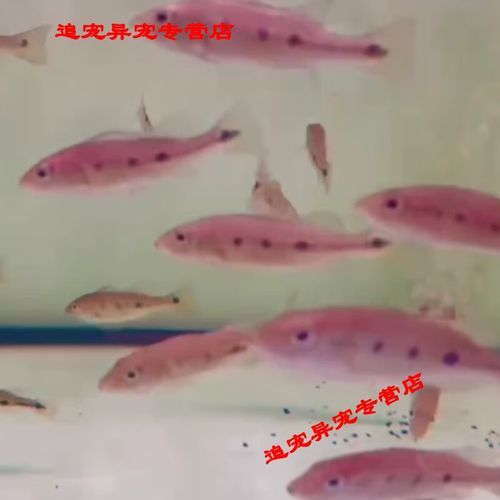 金龍魚和巴西亞魚混養(yǎng)可以嗎圖片