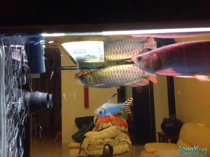 金龍魚和巴西亞魚混養(yǎng)可以嗎圖片