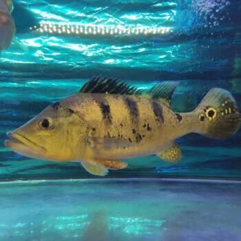 金龍魚和巴西亞魚混養(yǎng)可以嗎圖片