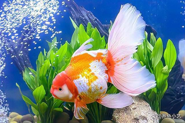 如何判斷小金龍魚飼料是否新鮮？ 如何判斷小金龍魚飼料是否新鮮？ 龍魚百科 第8張