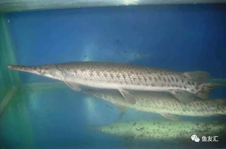 球鯊和龍魚混養嗎