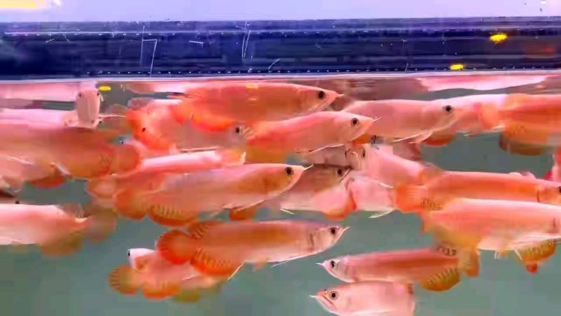 印度紅龍魚多少錢一條啊視頻講解