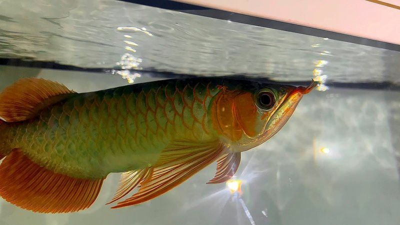 印度紅龍魚多少錢一條啊視頻講解