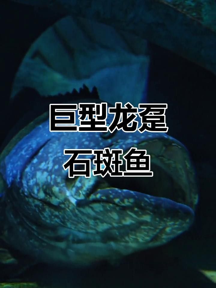 龍躉石斑魚的主要產(chǎn)地有哪些？ 龍躉石斑魚的主要產(chǎn)地有哪些？ 龍魚百科 第2張