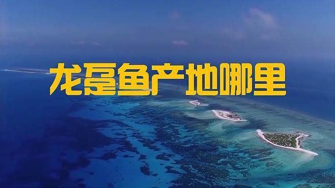 龍躉石斑魚的主要產(chǎn)地有哪些？ 龍躉石斑魚的主要產(chǎn)地有哪些？ 龍魚百科 第1張