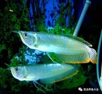 龍魚(yú)常見(jiàn)的病治療方法有哪些呢視頻：觀賞魚(yú)的常見(jiàn)病治療方法包括藥物治療和日常護(hù)理