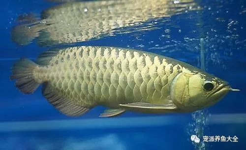 龍魚(yú)常見(jiàn)的病治療方法有哪些呢視頻：觀賞魚(yú)的常見(jiàn)病治療方法包括藥物治療和日常護(hù)理