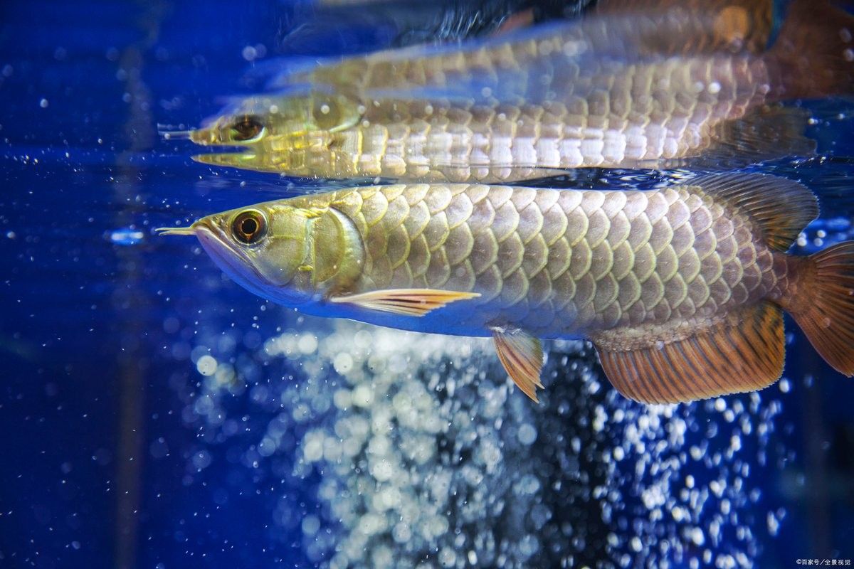 龍魚需要什么樣的光照？ 龍魚需要什么樣的光照？ 龍魚百科 第6張