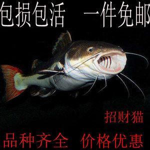 龍魚配招財貓：招財貓魚和龍魚可以混養但需要考慮到水質管理和混養