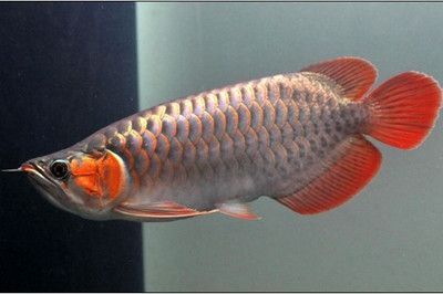 適合與紅龍魚混養的高端魚種有哪些品種適合與紅龍魚混養的高端魚種：適合與紅龍魚混養的高端魚種 適合與紅龍魚混養的高端魚種有哪些品種適合與紅龍魚混養的高端魚種：適合與紅龍魚混養的高端魚種 龍魚百科 第2張