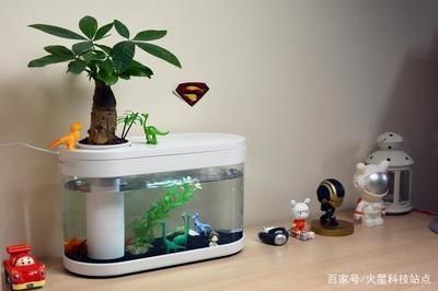 新開的魚缸多長時間適合放魚，養水周期老缸新開流程養水期間注意事項硝化系統建立方法