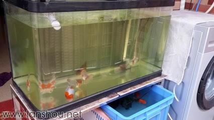新開的魚缸多長時間適合放魚，養水周期老缸新開流程養水期間注意事項硝化系統建立方法