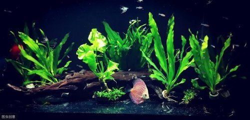 新開的魚缸多長時間適合放魚，養水周期老缸新開流程養水期間注意事項硝化系統建立方法