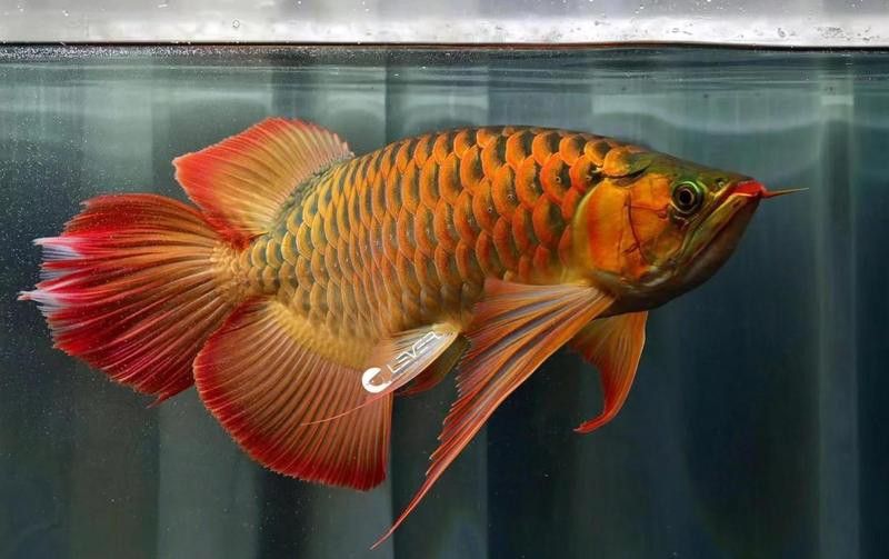 印尼紅龍魚圖片大全高清壁紙