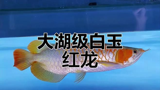 印尼紅龍魚圖片大全高清壁紙