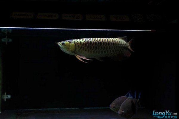 賽級古龍魚最簡單三個步驟 賽級古龍魚最簡單三個步驟 龍魚百科 第3張