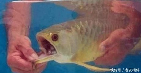金龍魚不吃魚食：金龍魚不吃魚食可能是由于多種因素引起的 金龍魚不吃魚食：金龍魚不吃魚食可能是由于多種因素引起的 龍魚百科 第1張