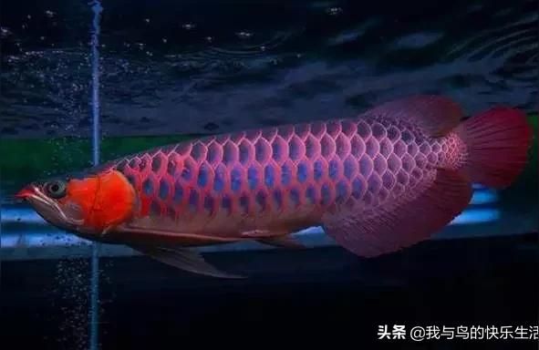 幸運紅龍魚壁紙手機壁紙 幸運紅龍魚壁紙手機壁紙 龍魚百科