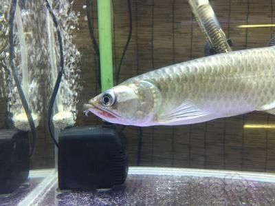 龍魚磚石眼問題：關于龍魚鉆石眼的一些詳細信息