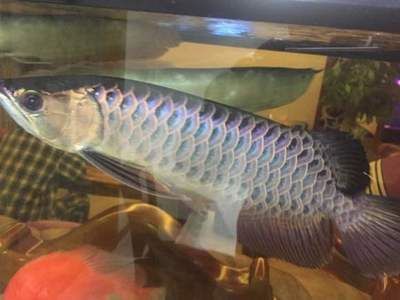 龍魚磚石眼問題：關于龍魚鉆石眼的一些詳細信息