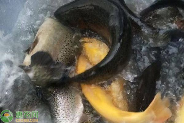 龍魚是冷水魚還是熱帶魚：熱帶魚與冷水魚的區別 龍魚是冷水魚還是熱帶魚：熱帶魚與冷水魚的區別 龍魚百科 第3張