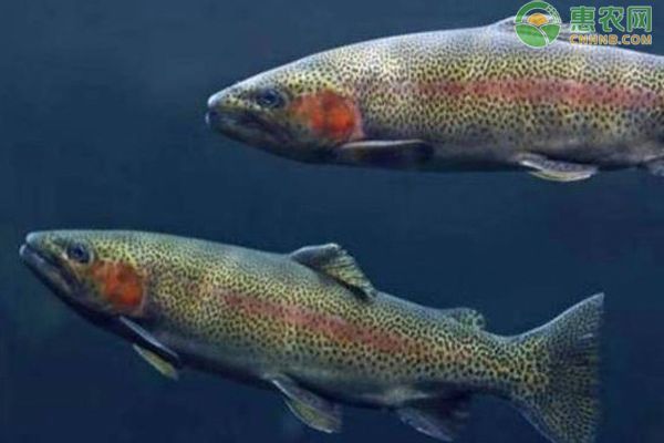 龍魚是冷水魚還是熱帶魚：熱帶魚與冷水魚的區別 龍魚是冷水魚還是熱帶魚：熱帶魚與冷水魚的區別 龍魚百科 第1張