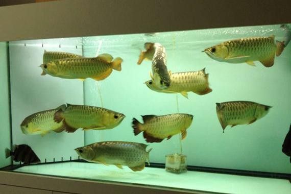 龍魚跟金魚能混養(yǎng)嗎圖片