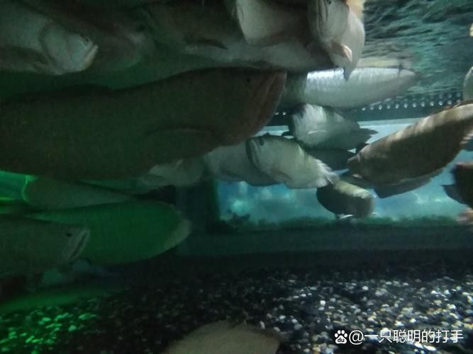 龍魚跟金魚能混養(yǎng)嗎圖片