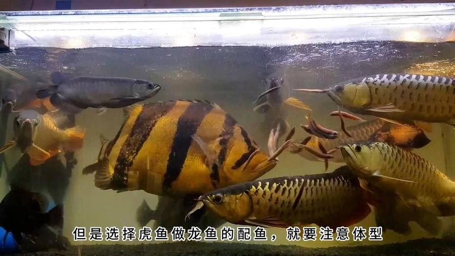 龍魚跟金魚能混養(yǎng)嗎圖片