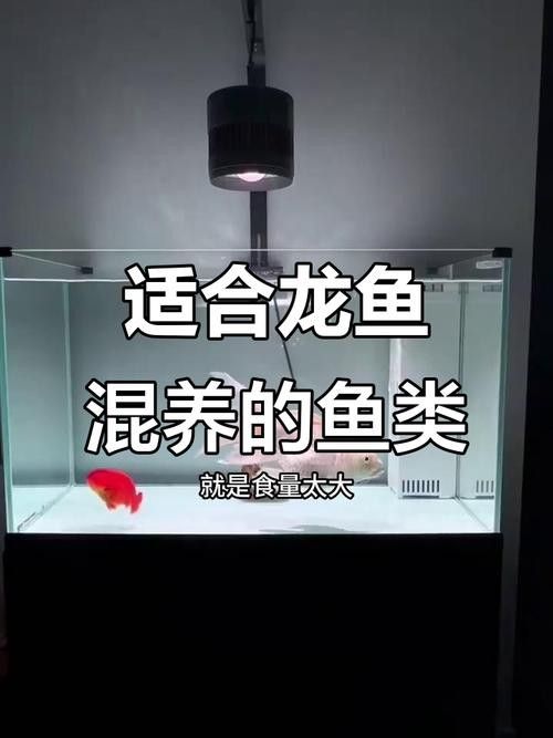 龍魚跟金魚能混養(yǎng)嗎圖片