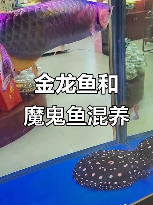 龍魚跟金魚能混養(yǎng)嗎圖片
