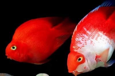養銀龍魚開循環還需要加養嗎？（養銀龍魚開循環需要加養嗎？）