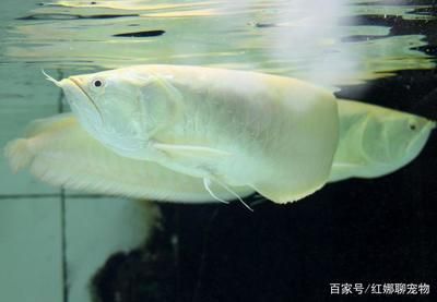 養銀龍魚開循環還需要加養嗎？（養銀龍魚開循環需要加養嗎？）