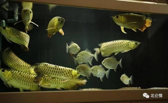 金龍魚壓養(yǎng)體色為什么會好：30篇金龍魚壓養(yǎng)體色與健康金龍魚壓養(yǎng)體色與健康金龍魚壓養(yǎng)體色 金龍魚壓養(yǎng)體色為什么會好：30篇金龍魚壓養(yǎng)體色與健康金龍魚壓養(yǎng)體色與健康金龍魚壓養(yǎng)體色 龍魚百科 第3張