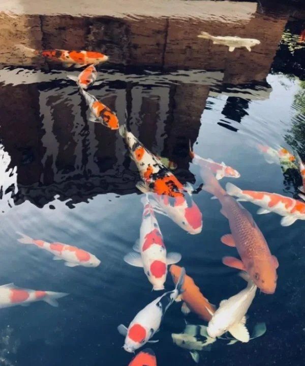 金龍鳳錦鯉為什么蹦出來了 金龍鳳錦鯉為什么蹦出來了 龍魚百科 第7張