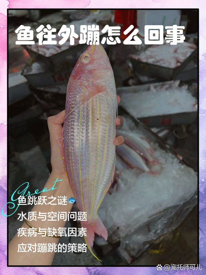 金龍鳳錦鯉為什么蹦出來了 金龍鳳錦鯉為什么蹦出來了 龍魚百科 第5張