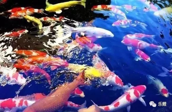 金龍鳳錦鯉為什么蹦出來了 金龍鳳錦鯉為什么蹦出來了 龍魚百科 第9張