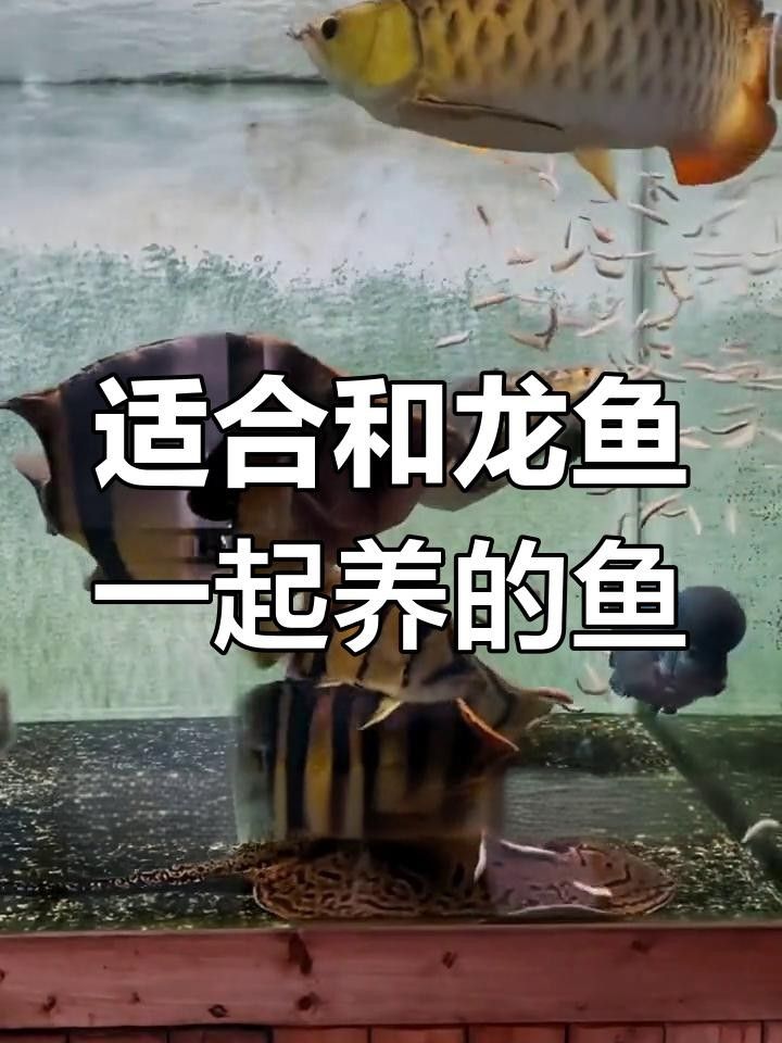 龍魚混養需要注意哪些事項 龍魚混養需要注意哪些事項 龍魚百科 第4張