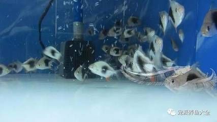 銀板魚混養(yǎng)最佳水溫設(shè)定：銀板魚與龍魚混養(yǎng)的最佳水溫設(shè)定 銀板魚混養(yǎng)最佳水溫設(shè)定：銀板魚與龍魚混養(yǎng)的最佳水溫設(shè)定 龍魚百科 第1張