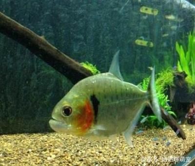 銀板魚混養(yǎng)最佳水溫設(shè)定：銀板魚與龍魚混養(yǎng)的最佳水溫設(shè)定 銀板魚混養(yǎng)最佳水溫設(shè)定：銀板魚與龍魚混養(yǎng)的最佳水溫設(shè)定 龍魚百科 第4張