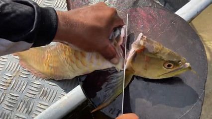 龍魚喂豬肉：龍魚可以喂豬肉嗎？