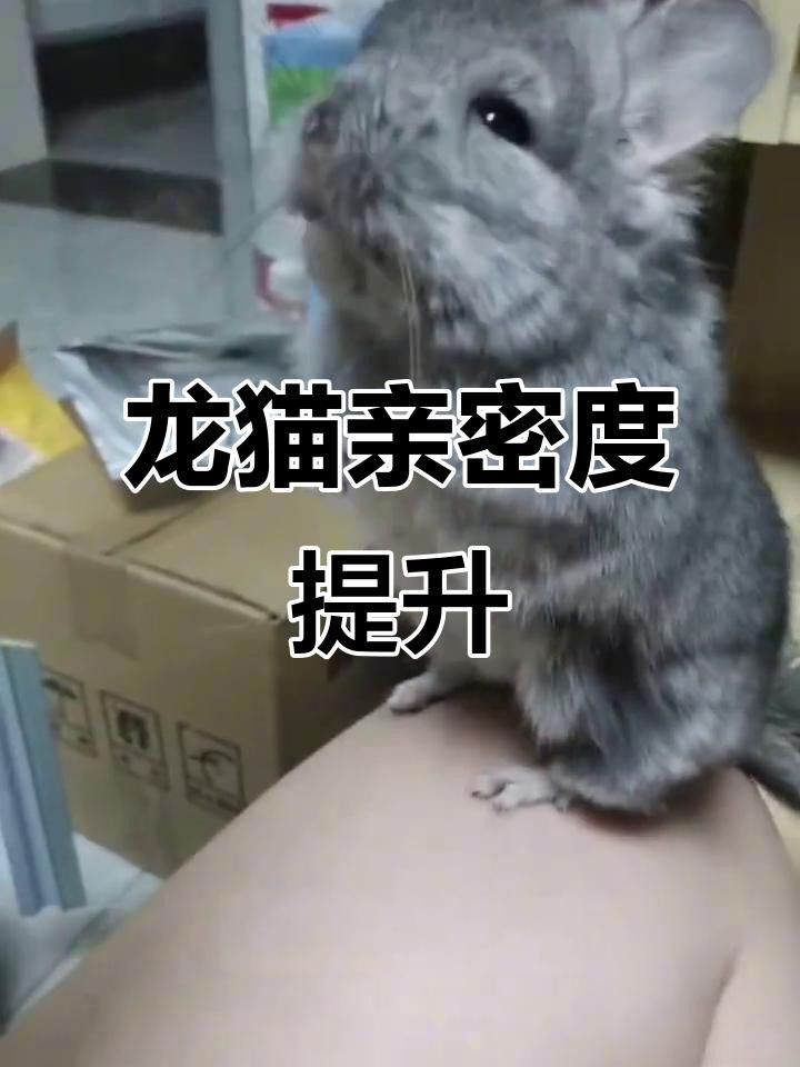 如何訓練貓與龍貓和平相處？