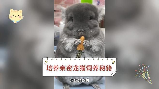 如何訓練貓與龍貓和平相處？