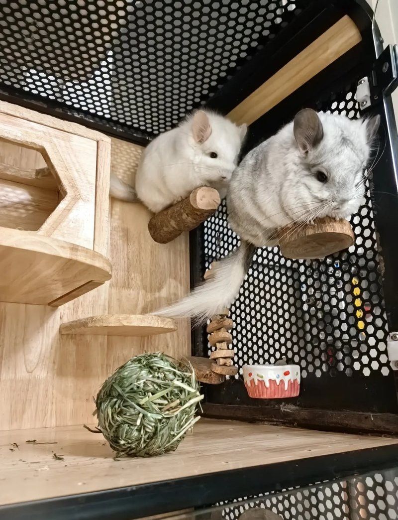 如何訓練貓與龍貓和平相處？