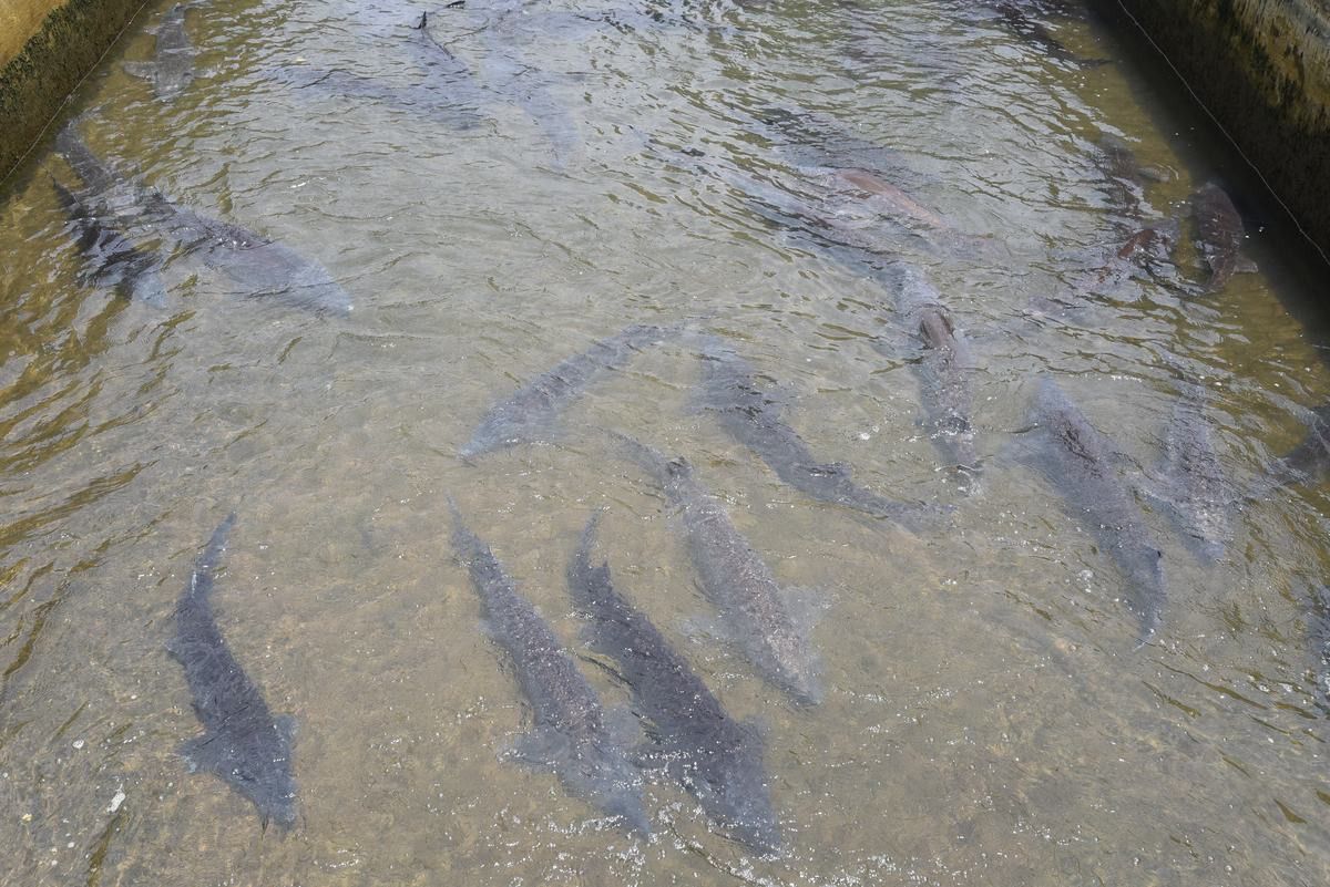 中國鱘龍魚養殖地方在哪里 中國鱘龍魚養殖地方在哪里 龍魚百科 第2張